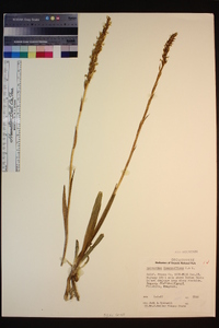 Spiranthes romanzoffiana image